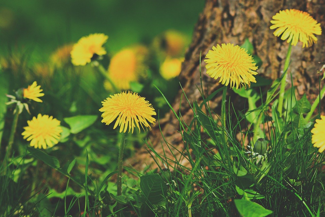 dandelion, beautiful flowers, flower-4238884.jpg