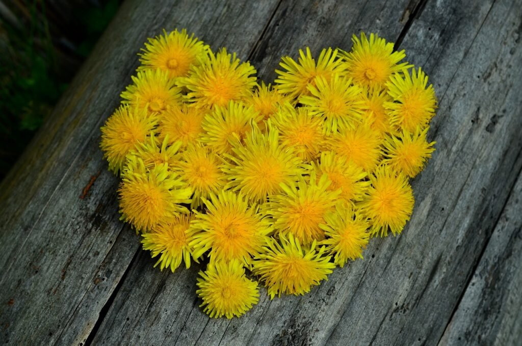 dandelion, heart, blossoms-743568.jpg