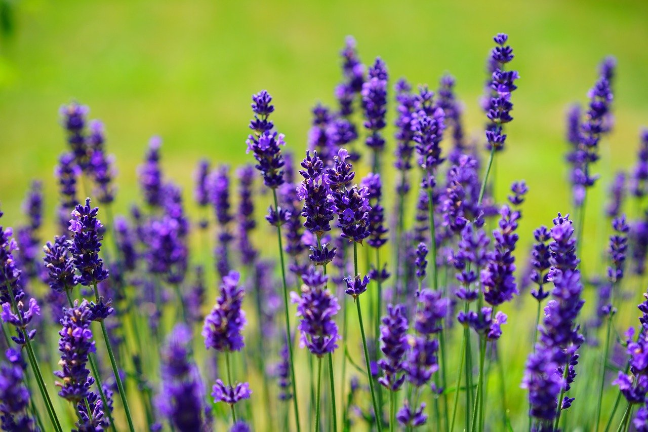 lavender, flowers, flower wallpaper-1117275.jpg