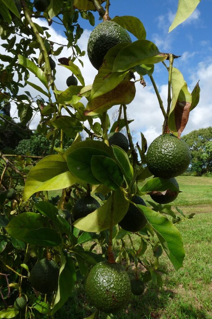 avocados, the shire, pahoa-301803.jpg