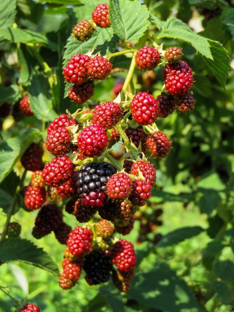 raspberries, fruit, berry-885566.jpg