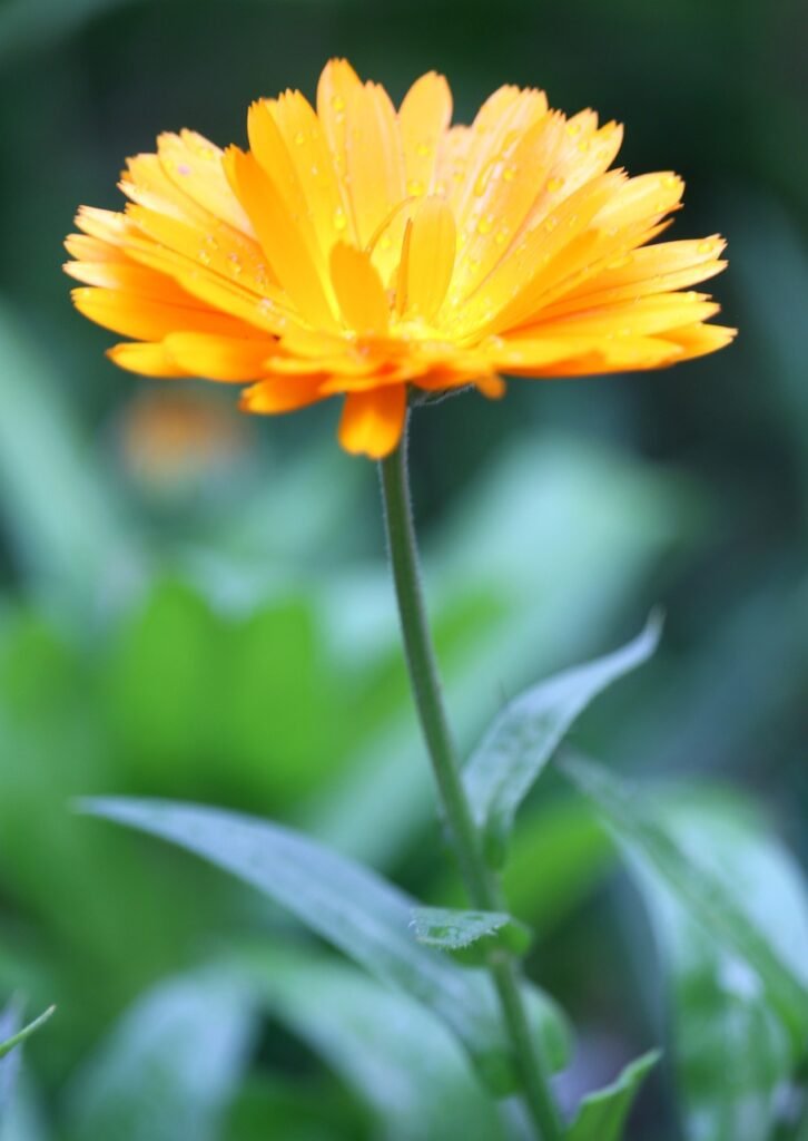 flower, petals, marigold-7487422.jpg