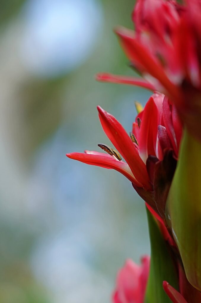 giant lily, doryanthes palmeri, phone wallpaper-7114512.jpg