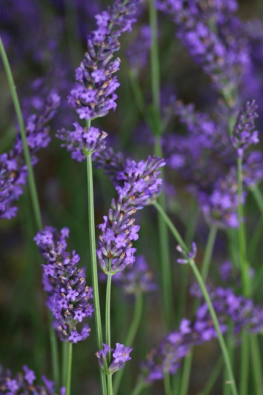 lavender, flower, rod-1660873.jpg