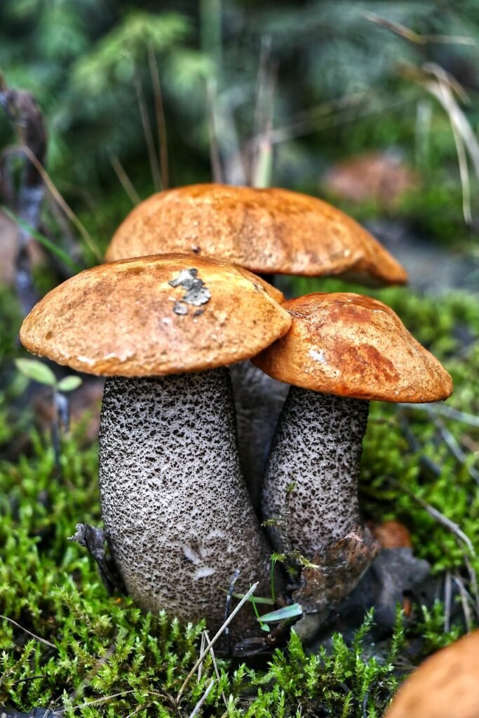 leccinum versipelle, leccinum aurantiacum, leccinum leucopodium-4511528.jpg