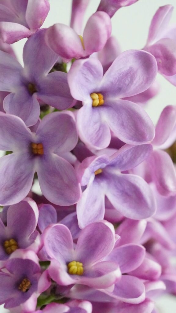 lilac, blossoms, spring-8678000.jpg