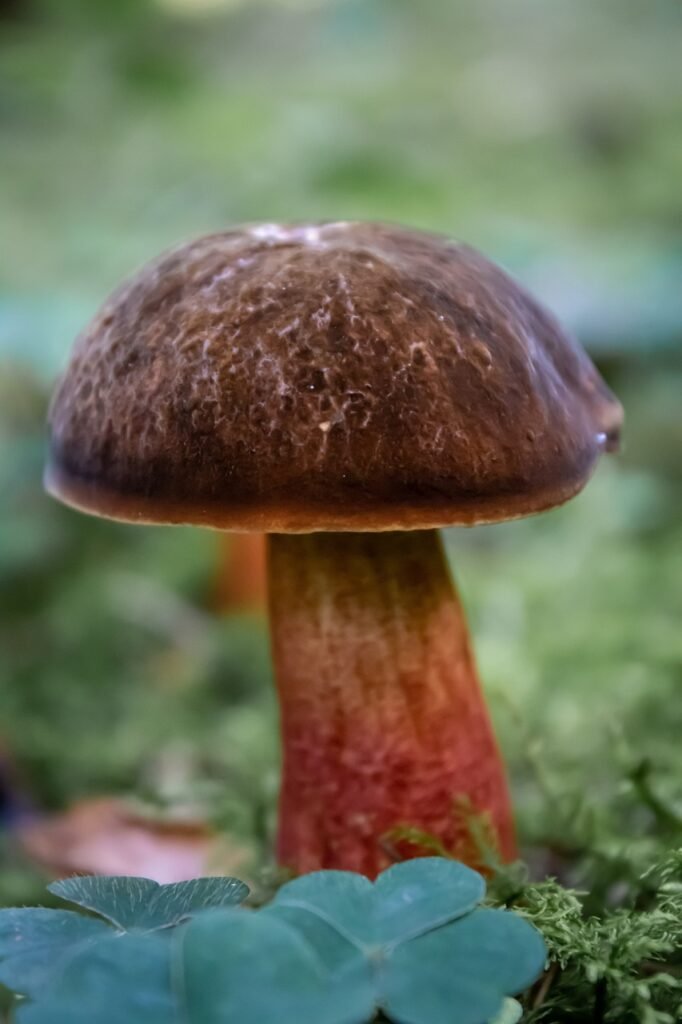 mushroom, edible mushroom, witches boletus-4458085.jpg