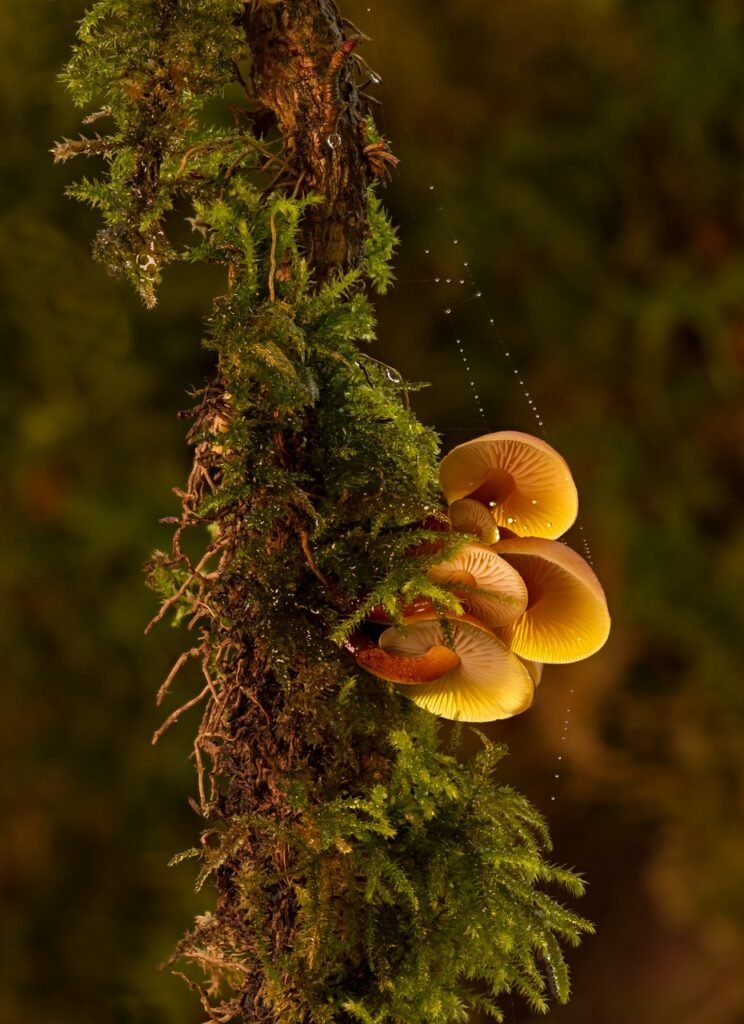 mushroom, mini mushroom, velvet foot oyster mushroom-3037211.jpg