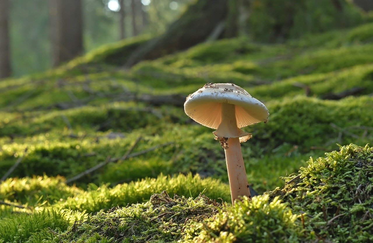 mushroom, pearl fungus, forest mushroom-8191823.jpg