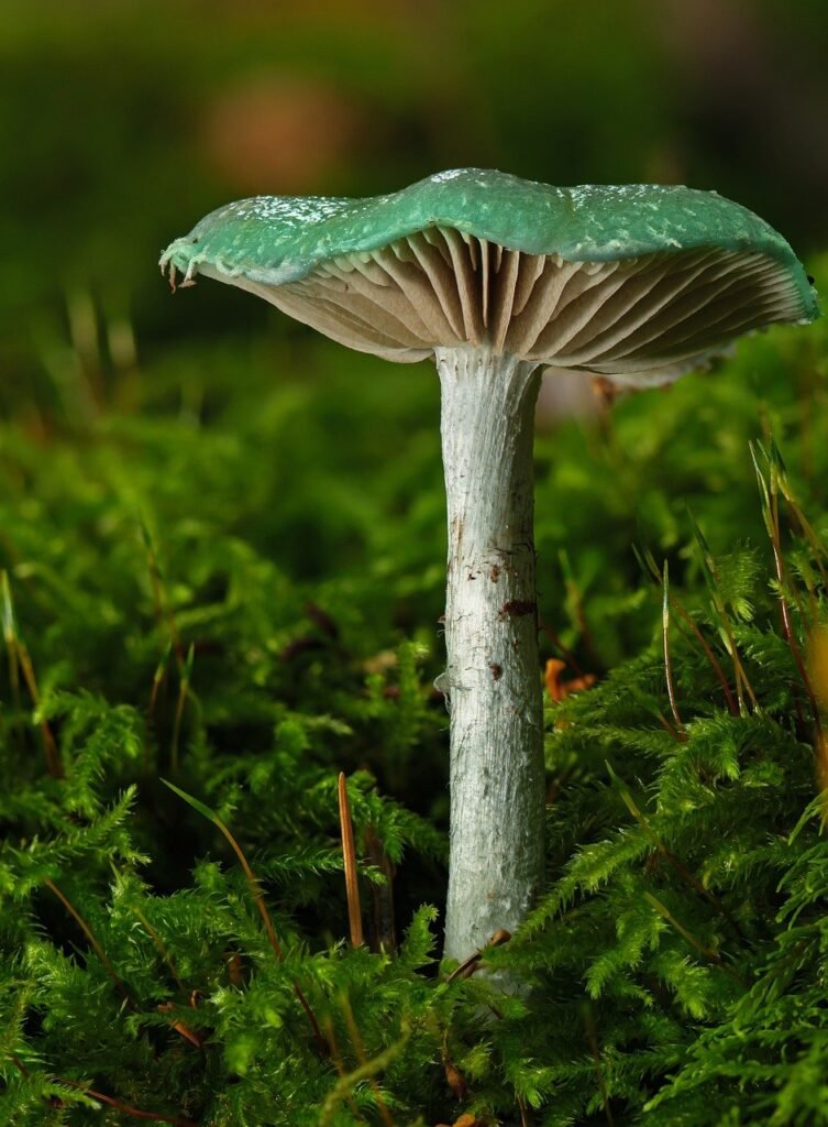 mushroom, verdigris rascal, moss-7557545.jpg