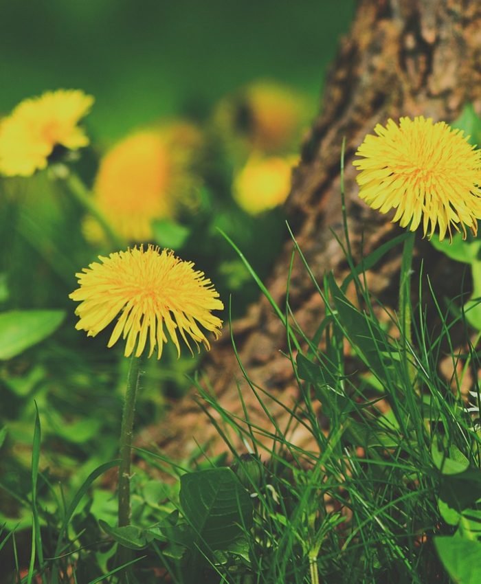 Dandelion: Nature’s Detox Dynamo, Weed? More like Wellness Wonder!