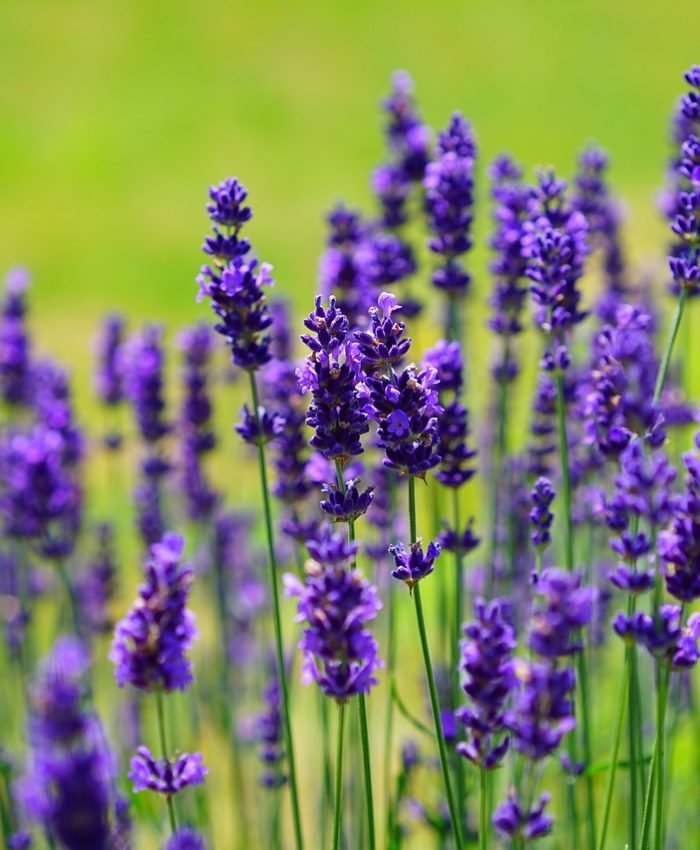 LOVELY LAVENDER- Health Benefits and Wellness Tips!