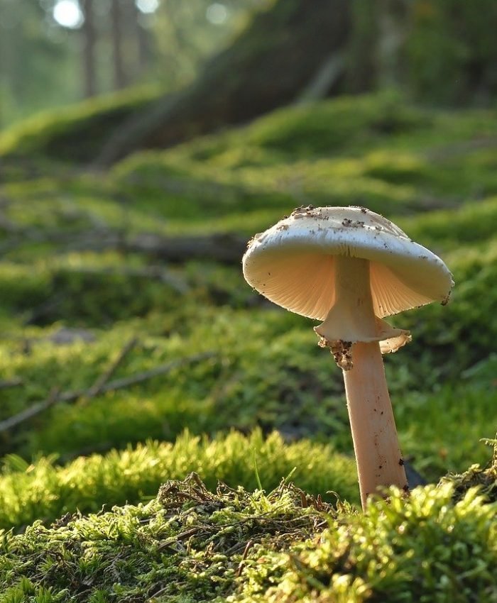 Food as Medicine Mushrooms you should know about!